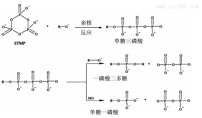 图 2 淀粉和黄原胶与三甲基磷酸钠( STMP) 的交联反应示意图［10］2